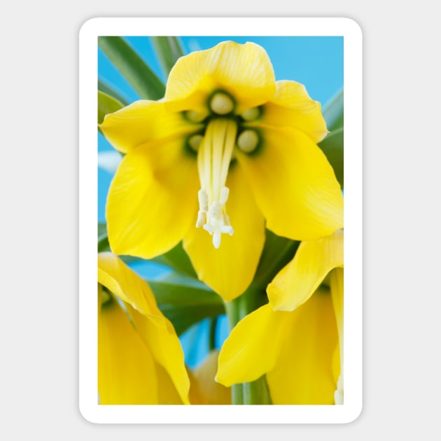 Fritillaria imperialis  &#39;Maxima Lutea&#39;  AGM  Crown imperial Sticker by chrisburrows